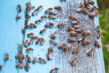 Swarming bees at the entrance of light blue beehive in apiary..