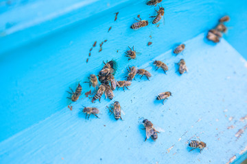 Swarming bees at the entrance of light blue beehive in apiary..