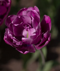 purple tulips close up lit by the  sun