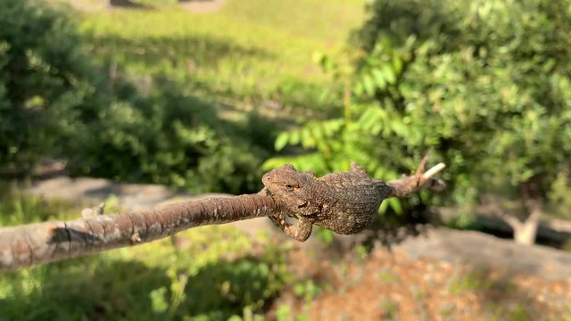 front pov shot of fence lizard on a branch