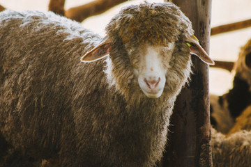 sheep front face portrait