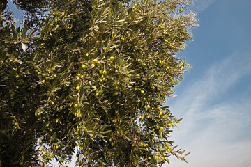Olive trees in the Aegean region