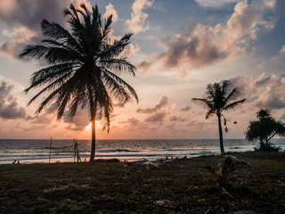 Obraz na płótnie Canvas Palm on beach at sunset