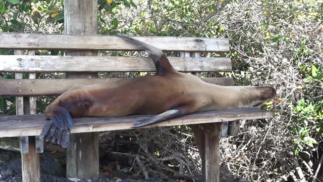 A sealion is sleeping on a bench at the Galapagos Islands