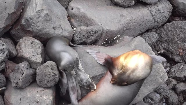 A baby sealion tries to eat from his mother