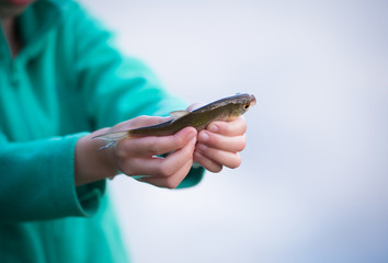 little boy hand hold a fish