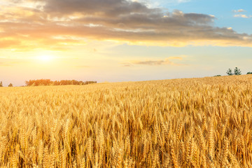 Obraz premium Wheat crop field sunset landscape