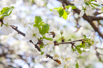 Honeybee on white flower of apple tree collecting pollen and nectar to make sweet honey with medicinal benefits..