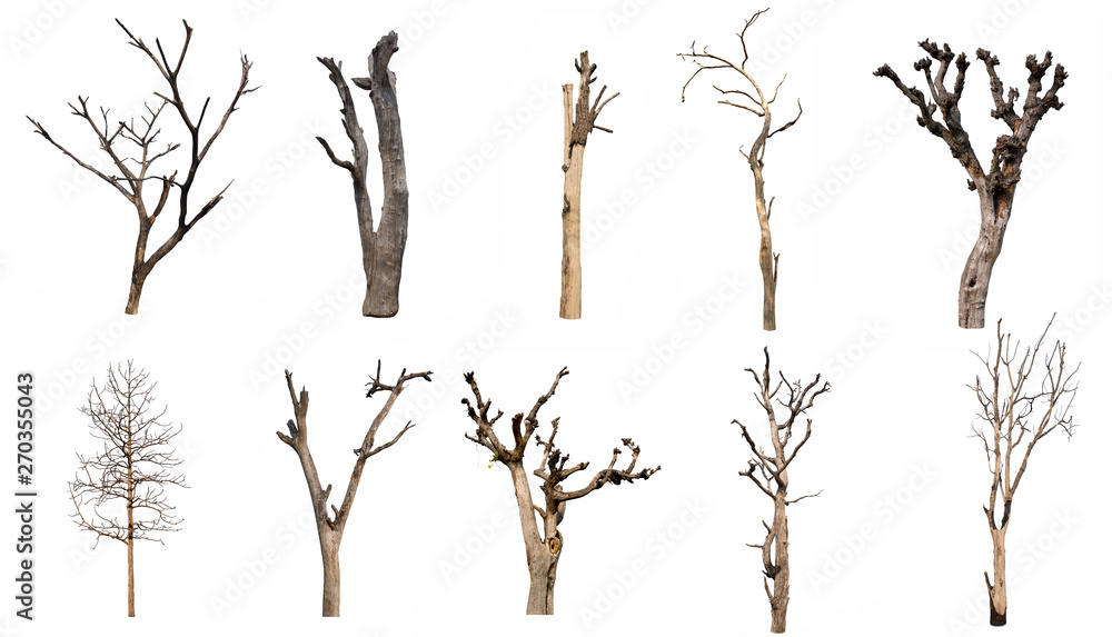 Poster isolated dead tree collection on white backdrop