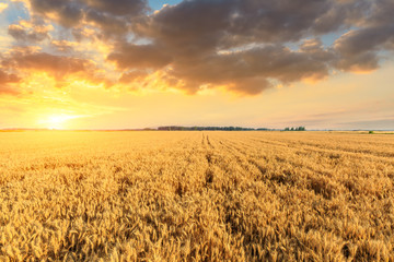 Wheat crop field sunset landscape