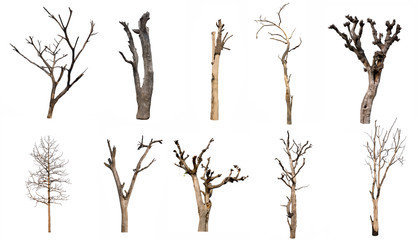 isolated Dead tree Collection on White Backdrop