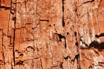 Tree cracked old brown-red trunk, horizontal background texture close up detail
