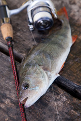 Close up view of big freshwater perch and fishing equipment on wooden background..