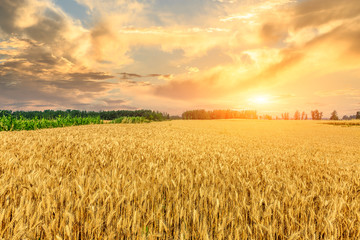 Wheat crop field sunset landscape