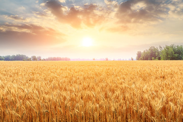 Wheat crop field sunset landscape