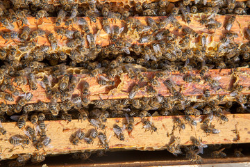 Open hive showing the bees swarming on a honeycomb..
