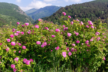 Bulgarian roses and Stara planina Mountain