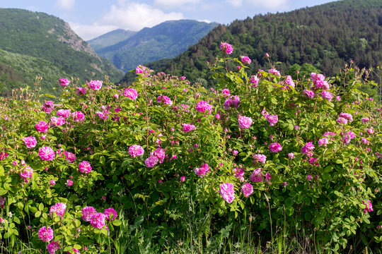 Bulgarian Roses And Stara Planina Mountain