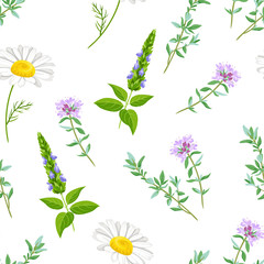 Field medicinal herbs and flowers seamless pattern. Chamomile, blooming thyme and sage isolated on white background. Vector illustration of wild plants in cartoon flat style.