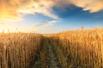 Field road and yellow wheat fields at sunset
