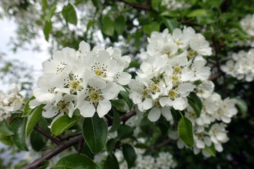 Blooming cherry in spring close-up