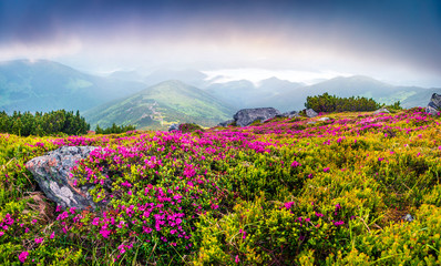 Fototapeta na wymiar Colorful summer sunrise with fields of blooming rhododendron flowers. Splendid outdoors scene in the Carpathian mountains, Ukraine, Europe. Beauty of nature concept background.