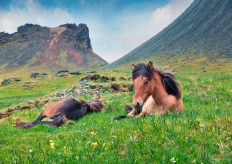Developed from ponies - Icelandic horses. Colorful summer morning in the mountain pasture,...