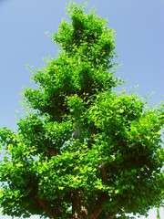 朝の公園の新緑の銀杏