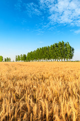 Yellow wheat field and blue sky with green tree