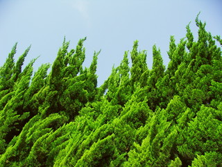 朝の公園の新緑のコニファー