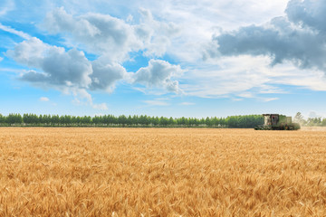 Combine harvester harvesting wheat on sunny summer day