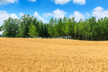 Yellow wheat field and blue sky with green tree