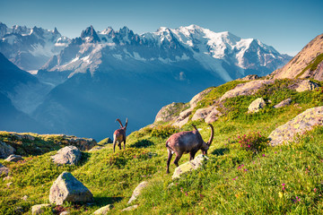 Alpine Ibex (Capra Ibex) on the Mont Blanc (Monte Bianco) background