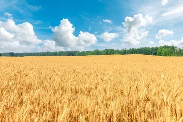 Schilderijen op glas Yellow wheat field and blue sky © ABCDstock
