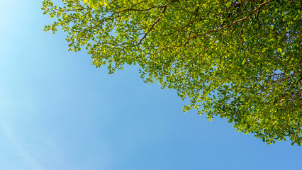 Green leaves of Terminalia ivorensis tree on blue sky background