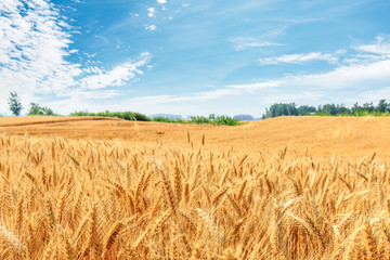Yellow wheat field and blue sky