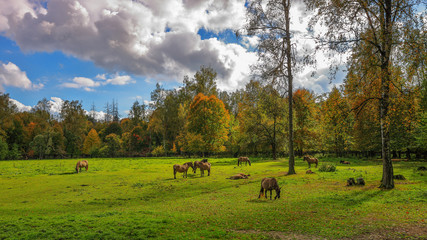 Podlasie-na pastwisku © Janusz Lipiński