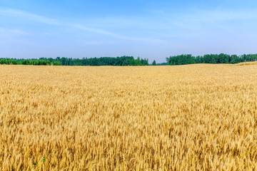 Yellow wheat field and blue sky