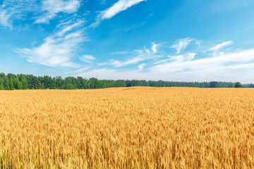 Yellow wheat field and blue sky