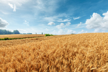 Yellow wheat field and blue sky