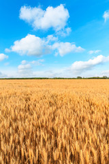 Yellow wheat field and blue sky