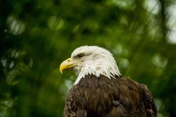 Foto op Plexiglas 14.05.2019. Berlin, Germany. Zoo Tiagarden. The eagle sits and observes what occurs among greens around. Big wild bird. Nature. © Vlada