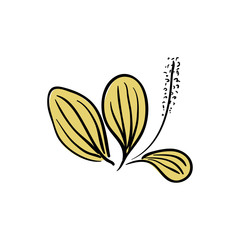 Blooming Ribwort Plantain Plantago lanceolata, narrowleaf plantain, ribleaf herb isolated on a white background. Ribwort