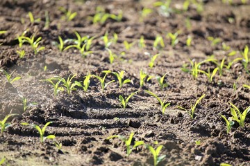 young plants in the garden
