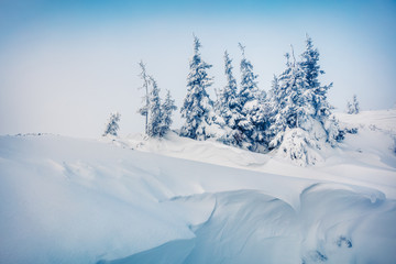 Frosty winter morning in mountain forest with snow covered fir trees. Splendid outdoor scene, Happy New Year celebration concept. Artistic style post processed photo.