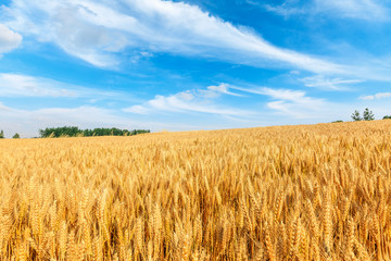 Yellow wheat field and blue sky