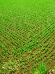 初夏の植田風景