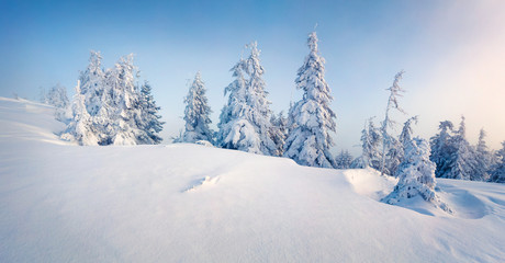 Misty winter morning in Carpathian mountains with snow covered fir trees. Splendid outdoor scene, Happy New Year celebration concept. Artistic style post processed photo.
