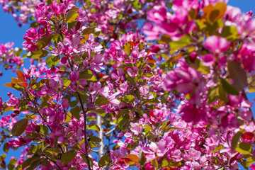 Red flowering tree. Apple tree against the blue sky.