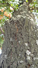 Tree bark background